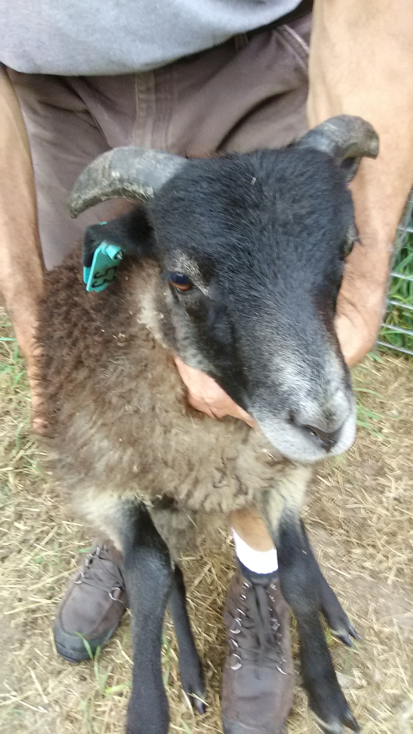 Shaltz Farm B53